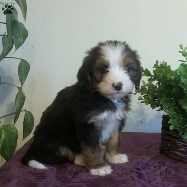 Rosebud, Bernedoodle Puppy